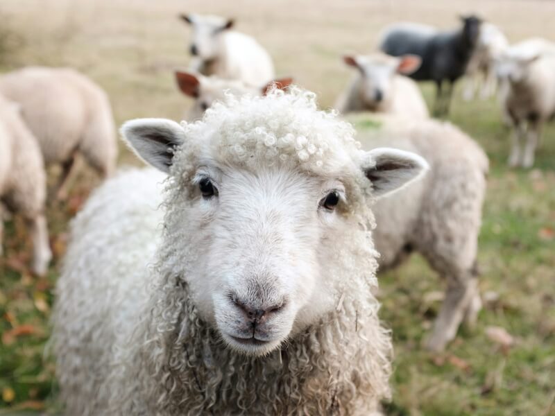 Close-up of a sheep in the flock, the inspiration behind Kraal