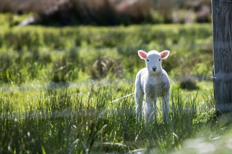 A lamb standing safely inside the fence line